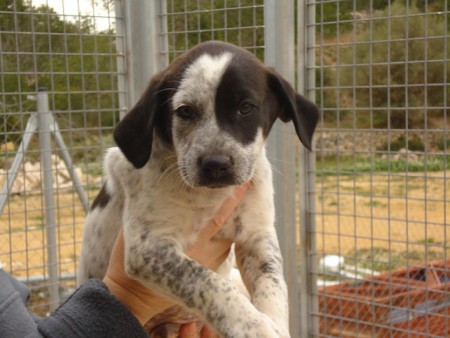 Nom: Buddy Sexe: Mascla Raça: Mestís