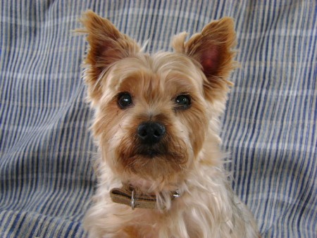 Nom: Duna Sexe: Femella Raça: Yorkshire