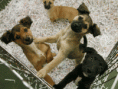 /album/gossos-i-gats-en-adopcio/a1252778458-0-gif1/