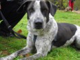 /album/gossos-i-gats-en-adopcio/a13565443342-jpg1/