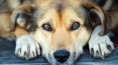 /album/gossos-i-gats-en-adopcio/adopcion-jpg1/