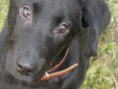 /album/gossos-i-gats-en-adopcio/adopci%c3%b2n-de-perros-jpg1/