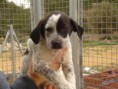 /album/gossos-i-gats-en-adopcio/am-129896-3335377-497520-jpg1/