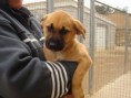 /album/gossos-i-gats-en-adopcio/am-129896-3335391-222785-jpg1/