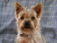 /album/gossos-i-gats-en-adopcio/am-258961-3352753-160757-jpg1/