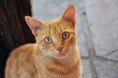 /album/gossos-i-gats-en-adopcio/castigos-para-gatos-jpg1/