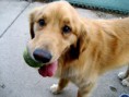 /album/gossos-i-gats-en-adopcio/haushund-jpg1/