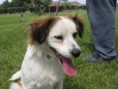/album/gossos-i-gats-en-adopcio/img-4777-jpg1/