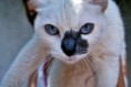 /album/gossos-i-gats-en-adopcio/peep2-jpg1/